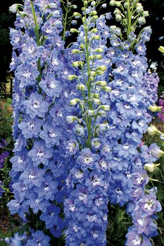 foto van een variëteit aan bloemen, te gebruiken als: Perkplant / Borders Delphinium elatum New Millennium Series Sunny Skies