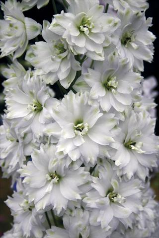 foto van een variëteit aan bloemen, te gebruiken als: Perkplant / Borders Delphinium elatum New Millennium Series Double Innocence