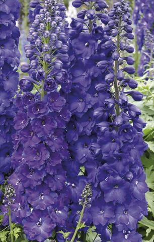 foto van een variëteit aan bloemen, te gebruiken als: Perkplant / Borders Delphinium elatum New Millennium Series Pagan Purples