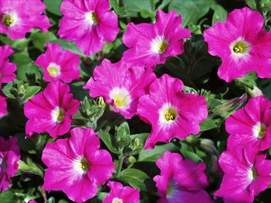 foto van een variëteit aan bloemen, te gebruiken als: Potplant, patioplant, korfplant Petunia pendula Conchita Pink Kiss