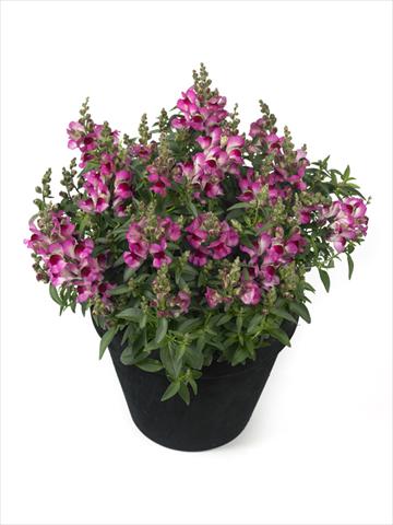 foto van een variëteit aan bloemen, te gebruiken als: Korf / Pot Antirrhinum majus Diana Lilac