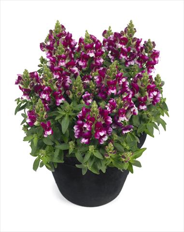 foto van een variëteit aan bloemen, te gebruiken als: Korf / Pot Antirrhinum majus Diana Purple White