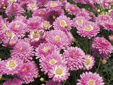 foto van een variëteit aan bloemen, te gebruiken als: Pot - en perkplant Argyranthemum Pomponette Pink