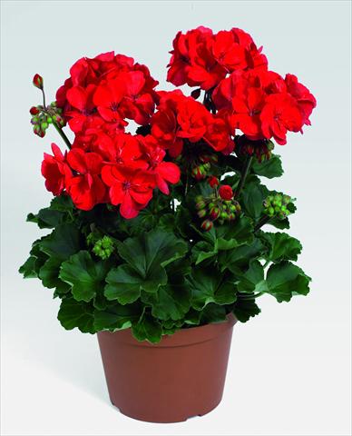 foto van een variëteit aan bloemen, te gebruiken als: Potplant, perkplant, patioplant Pelargonium zonale RED FOX Savannah Red