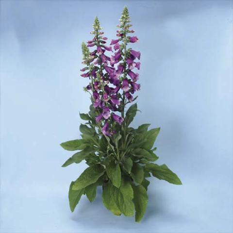 foto van een variëteit aan bloemen, te gebruiken als: Pot - en perkplant Digitalis purpurea Dalmatian F1 Purple