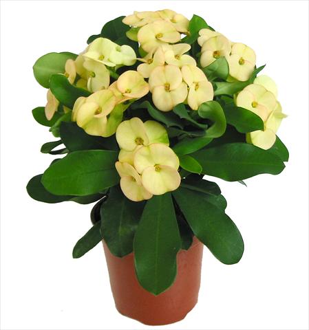 foto van een variëteit aan bloemen, te gebruiken als: Pot Euphorbia x martinii Dinni