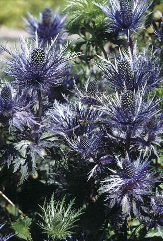 foto van een variëteit aan bloemen, te gebruiken als: Perkplant / Borders Eryngium alpinum Blue Star
