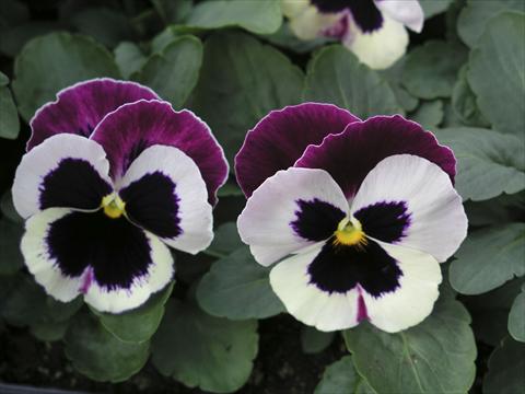 foto van een variëteit aan bloemen, te gebruiken als: Pot - en perkplant Viola wittrockiana Earlyflorian Cassis