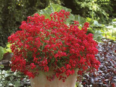foto van een variëteit aan bloemen, te gebruiken als: Potplant, patioplant, korfplant Nemesia Sunsatia™ Cranberry