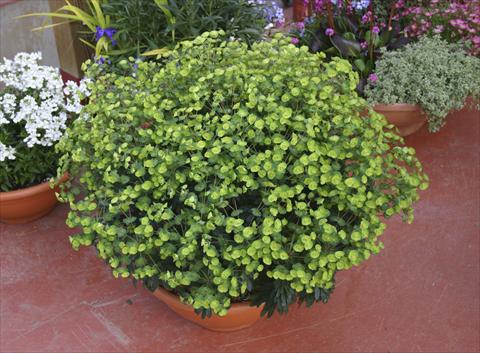 foto van een variëteit aan bloemen, te gebruiken als: Potplant, perkplant, patioplant Euphorbia x martinii Antigone