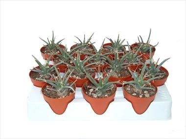 foto van een variëteit aan bloemen, te gebruiken als: Pot Cactus Leuchterbegia principis