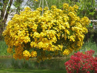 foto van een variëteit aan bloemen, te gebruiken als: Potplant, patioplant, korfplant Nemesia Sunsatia™ Lemon