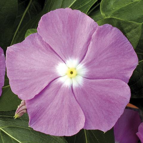 foto van een variëteit aan bloemen, te gebruiken als: Potplant, perkplant, patioplant, korfplant Catharanthus roseus - Vinca Vitesse Lavender