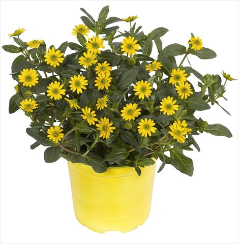 foto van een variëteit aan bloemen, te gebruiken als: Potplant, perkplant, patioplant, korfplant Sanvitalia RED FOX Sunvy Super Gold