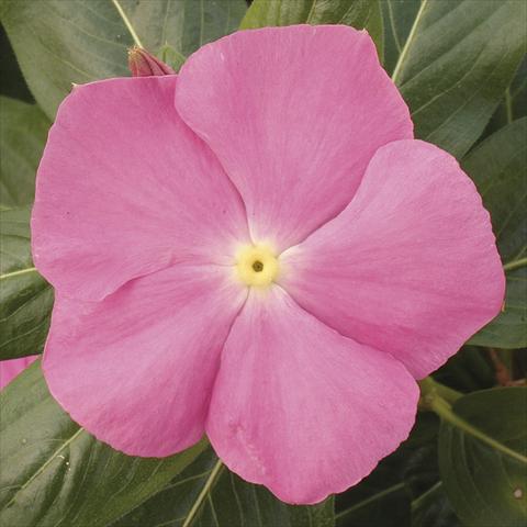 foto van een variëteit aan bloemen, te gebruiken als: Potplant, perkplant, patioplant, korfplant Catharanthus roseus - Vinca Vitesse Pink
