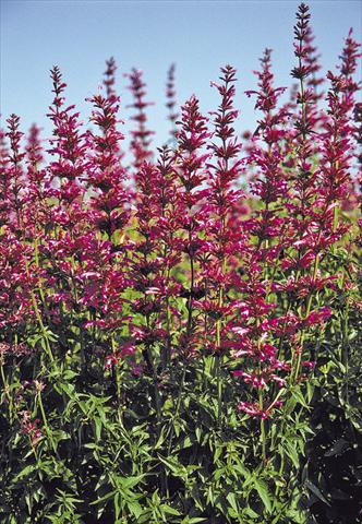 photo of flower to be used as: Patio, bedding Agastache mexicana Sangria