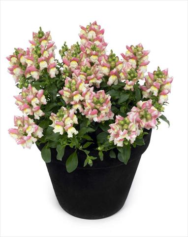 foto van een variëteit aan bloemen, te gebruiken als: Korf / Pot Antirrhinum majus Florini Diana Sweety