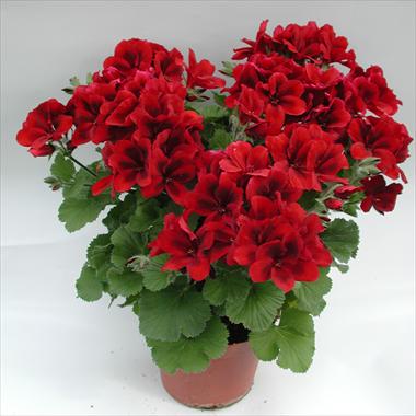 foto van een variëteit aan bloemen, te gebruiken als: Pot Pelargonium grandiflorum pac® Aristo® Velvet Red