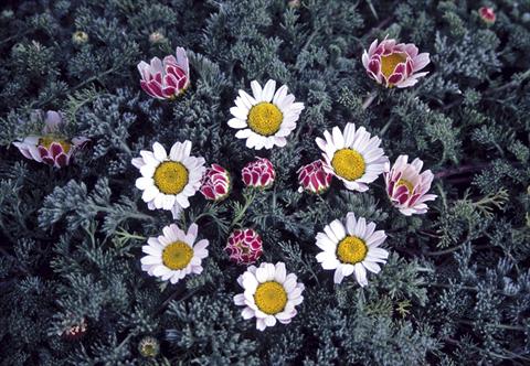 foto van een variëteit aan bloemen, te gebruiken als: Perkplant / Borders Anacyclus pyrethrum var. depressus compactum Silberkissen