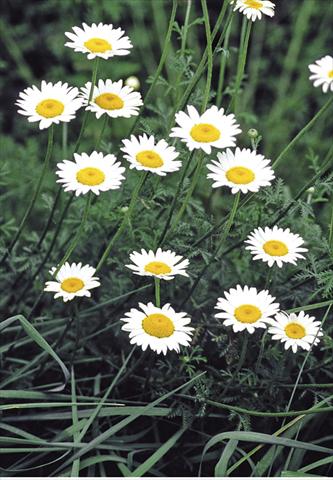 foto van een variëteit aan bloemen, te gebruiken als: Perkplant / Borders Anthemis tinctoria Alba