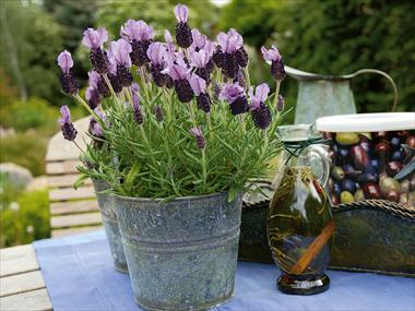 foto van een variëteit aan bloemen, te gebruiken als: Pot - en perkplant Lavandula Arles
