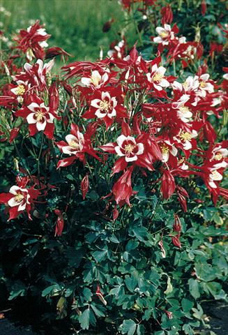 foto van een variëteit aan bloemen, te gebruiken als: Pot - en perkplant Aquilegia caerulea Red Hobbit