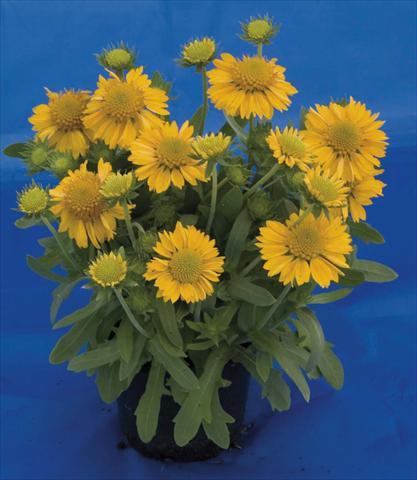 foto van een variëteit aan bloemen, te gebruiken als: Pot - en perkplant Gaillardia Gallo Yellow