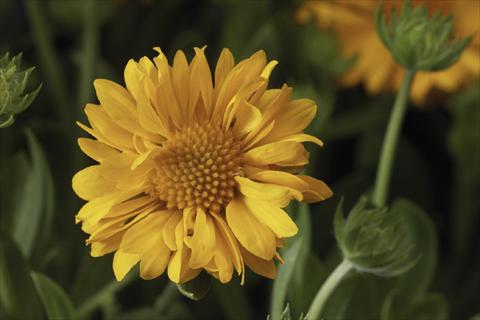 foto van een variëteit aan bloemen, te gebruiken als: Pot Gaillardia Sunburst T Yellow