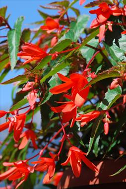 foto van een variëteit aan bloemen, te gebruiken als: Patioplant, perkplant Begonia Summerwings Orange