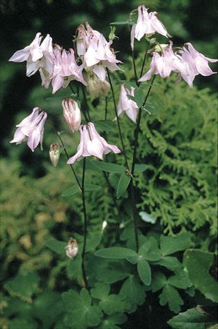 foto van een variëteit aan bloemen, te gebruiken als: Perkplant / Borders Aquilegia vulgaris Heidi