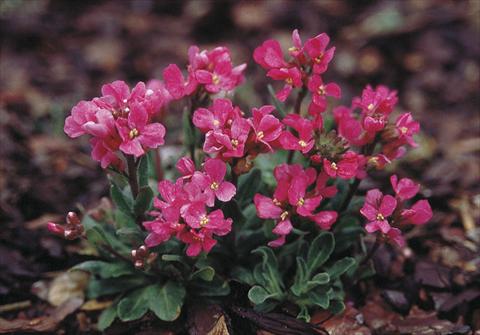 foto van een variëteit aan bloemen, te gebruiken als: Perkplant / Borders Arabis blepharophylla Rote Sensation (Red Sensation)