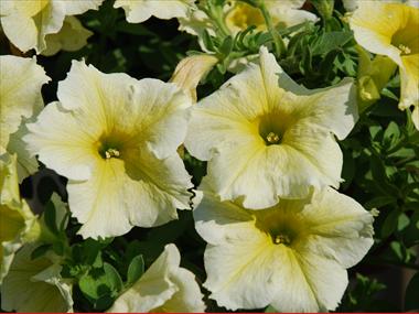 foto van een variëteit aan bloemen, te gebruiken als: Potplant, patioplant, korfplant Petunia pendula Niagara Astral