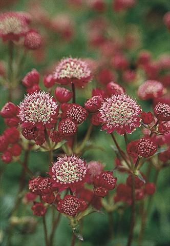 photo of flower to be used as: Bedding / border plant Astrantia Major-Hybr. Ruby Cloud