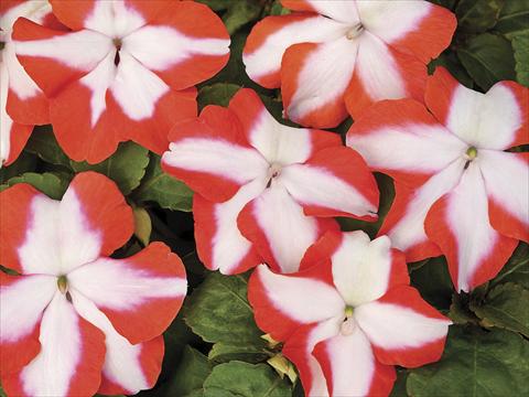 foto van een variëteit aan bloemen, te gebruiken als: Potplant, perkplant, patioplant Impatiens walleriana Accent Orange Star Imp
