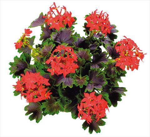 foto van een variëteit aan bloemen, te gebruiken als: Perkplant, patioplant, korfplant Pelargonium zonale Chocolate