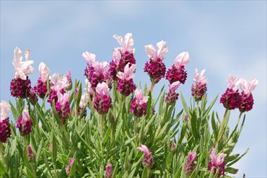 foto van een variëteit aan bloemen, te gebruiken als: Pot - en perkplant Lavandula Avignon