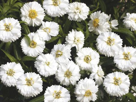 foto van een variëteit aan bloemen, te gebruiken als: Potplant, perkplant, patioplant, korfplant Achillea Pelfi© Gipsy© White