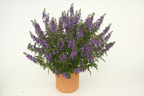 foto van een variëteit aan bloemen, te gebruiken als: Potplant, perkplant, patioplant Angelonia angustifolia Alonia Dark Blue