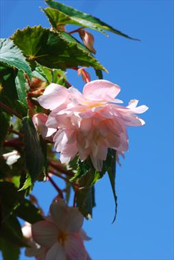 foto van een variëteit aan bloemen, te gebruiken als: Patioplant, korfplant Begonia Belleconia™ Apricot Blush
