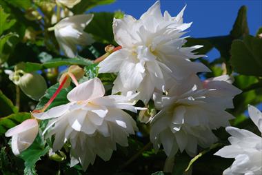 foto van een variëteit aan bloemen, te gebruiken als: Patioplant, korfplant Begonia Belleconia™ White
