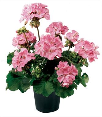 foto van een variëteit aan bloemen, te gebruiken als: Potplant, perkplant, patioplant Pelargonium zonale Belmonte Hot Pink