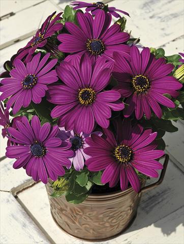 foto van een variëteit aan bloemen, te gebruiken als: Perkplant, potplant of korfplant Osteospermum Asti Purple Pot