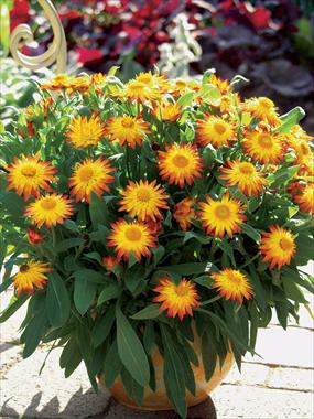 foto van een variëteit aan bloemen, te gebruiken als: Pot - en perkplant Helichrysum (Bracteantha) Dazette Flame