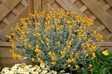 foto van een variëteit aan bloemen, te gebruiken als: Perkplant, patioplant, korfplant Chrysocephalum Desert Flame