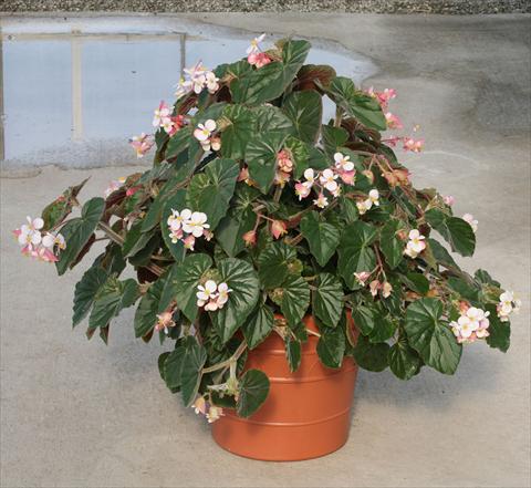 foto van een variëteit aan bloemen, te gebruiken als: Potplant, perkplant, patioplant, korfplant Begonia hybrida Ikon