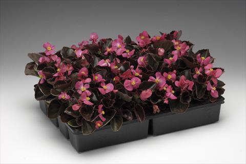 foto van een variëteit aan bloemen, te gebruiken als: Pot - en perkplant Begonia semperflorens Ascot F1 Bronze Deep Rose