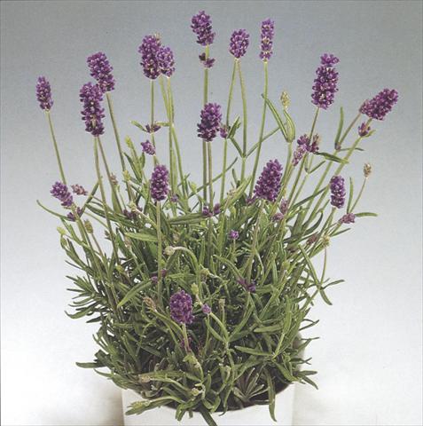 foto van een variëteit aan bloemen, te gebruiken als: Pot - en perkplant Lavandula Blue River