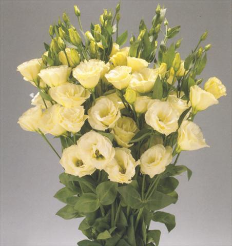 foto van een variëteit aan bloemen, te gebruiken als: Snijbloemen Lisianthus (Eustoma rusellianum) Advantage Yellow