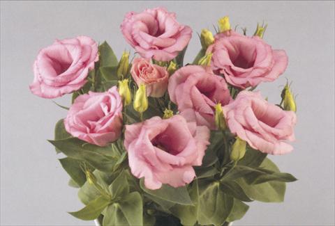 foto van een variëteit aan bloemen, te gebruiken als: Pot - en perkplant Lisianthus (Eustoma rusellianum) Rosie Pink