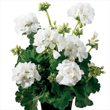 foto van een variëteit aan bloemen, te gebruiken als: Potplant, perkplant, patioplant Pelargonium zonale Gen® Astra